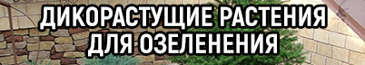 Где возможно изъять дикорастущие растения из лесных насаждений гражданам для озеленения населенных пунктов Ляховичского района